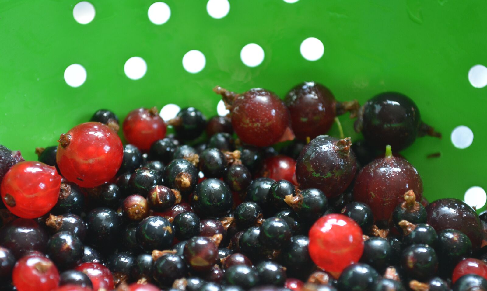 Nikon D5200 sample photo. Gooseberry, black, currant photography