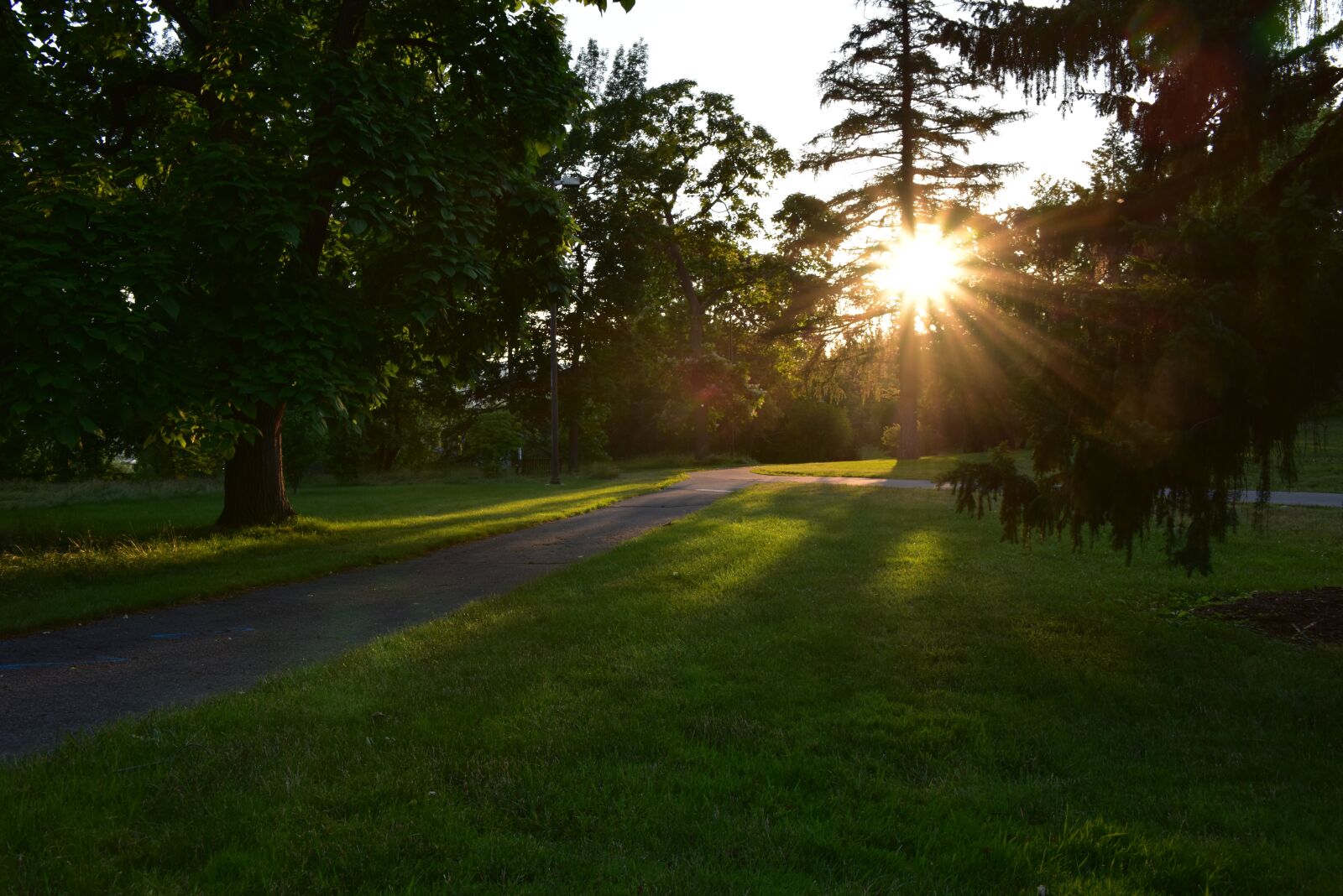Nikon D810 sample photo. Forest, backlighting, natural photography