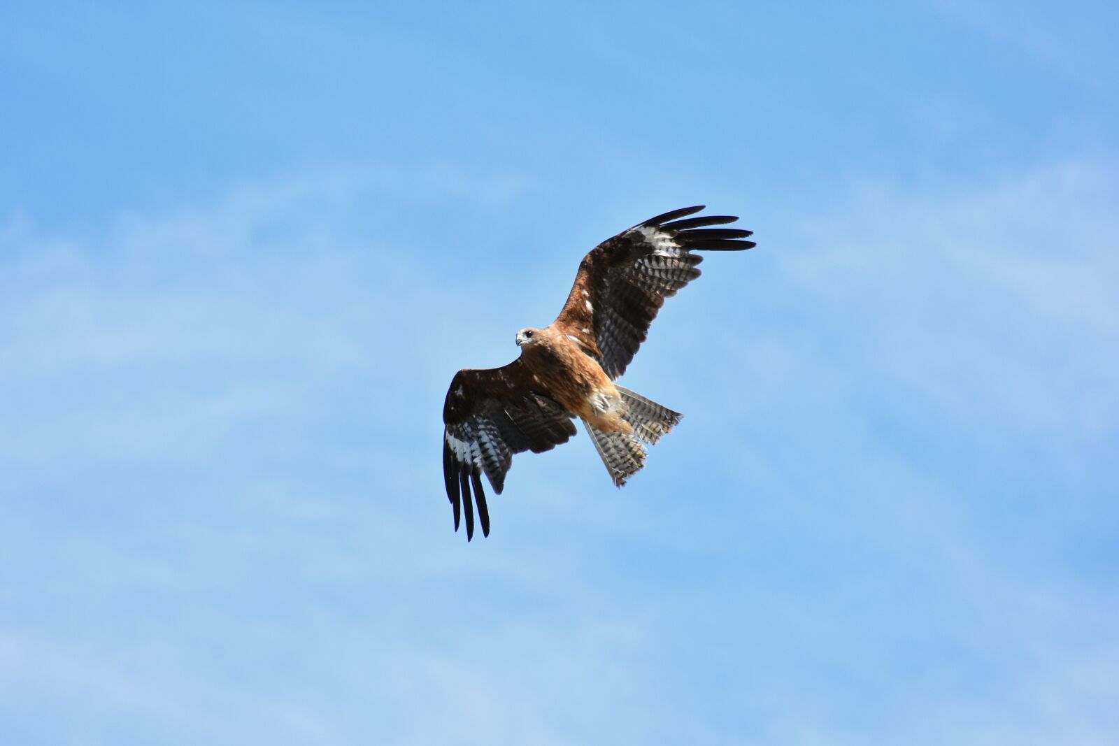 Nikon D7200 sample photo. Animal, sky, bird photography