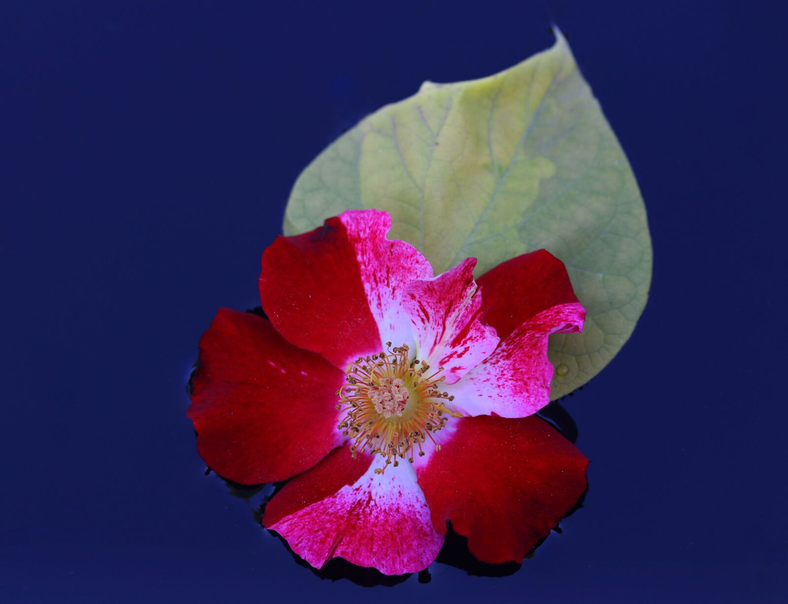 Canon EF-S 60mm F2.8 Macro USM sample photo. Rose, red, white photography