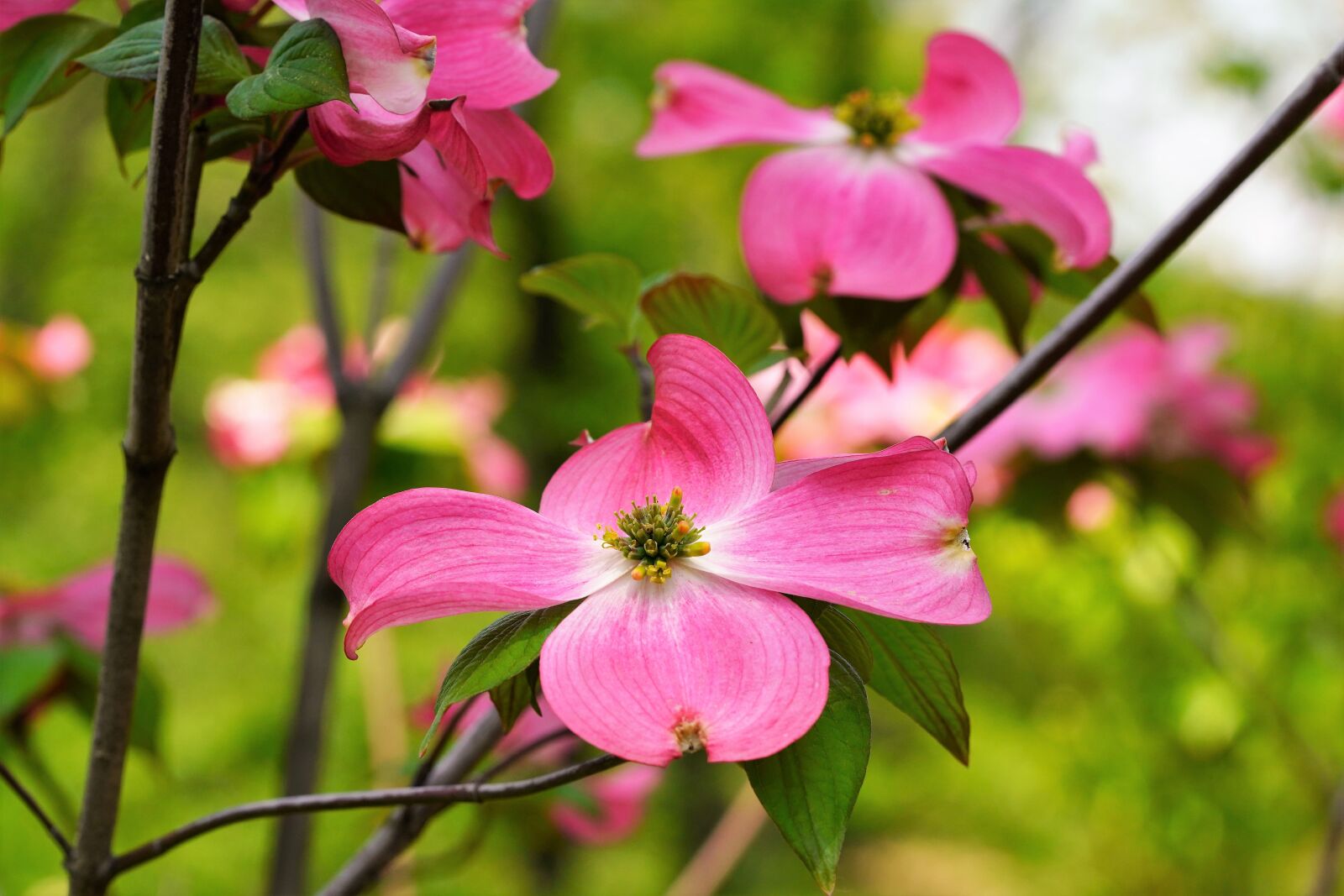Sony a7R III + Sony FE 90mm F2.8 Macro G OSS sample photo. Flower, nature, spring photography
