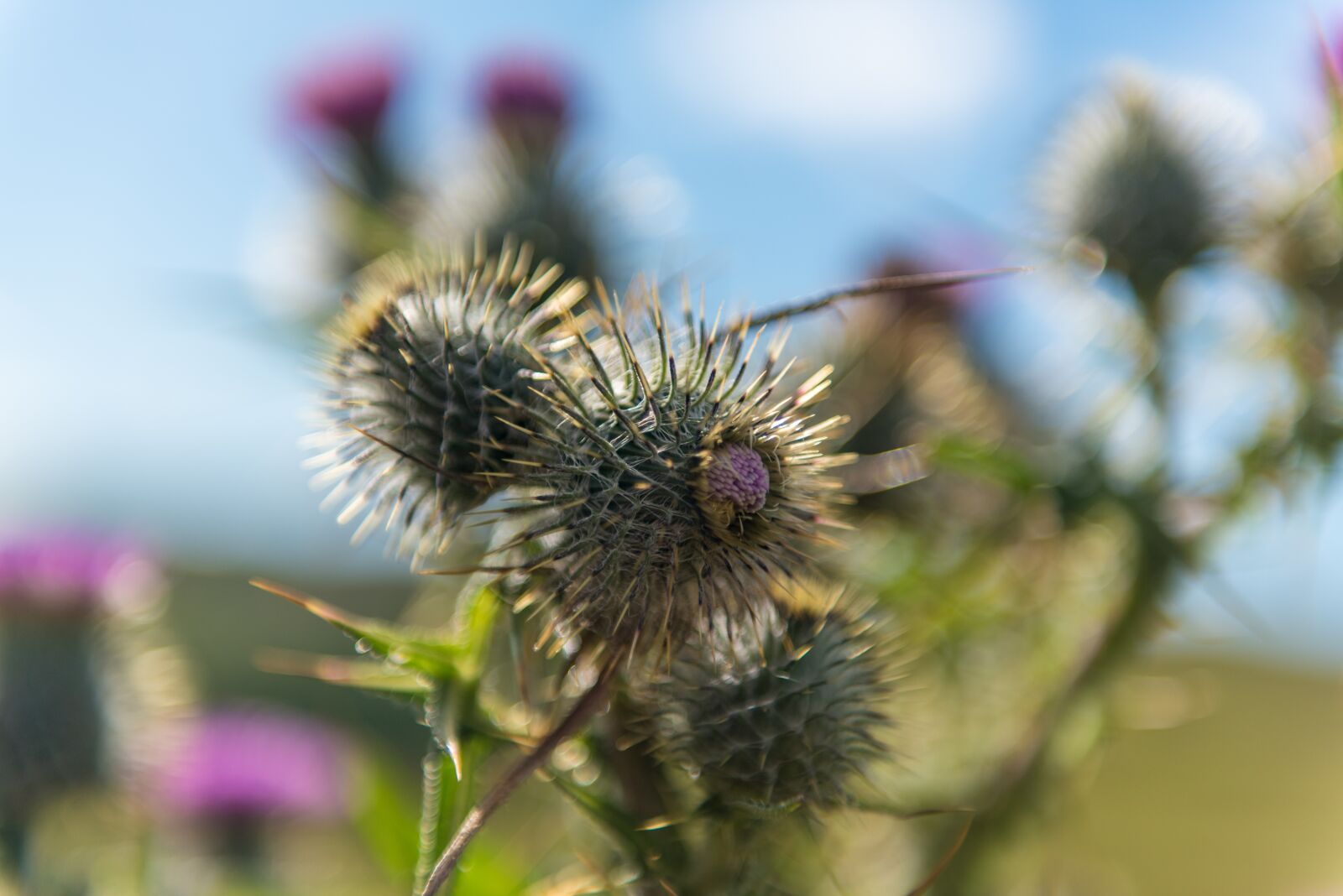 Nikon D750 sample photo. Thistle, blue, background photography