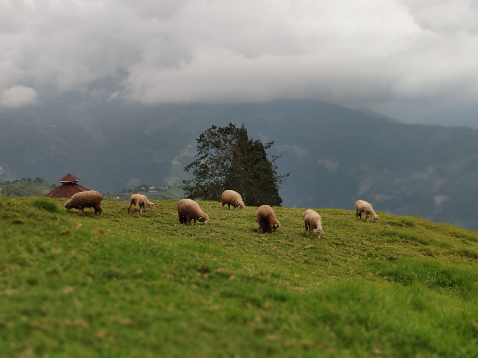 Xiaomi MI 8 sample photo. The scenery, animal, ranch photography