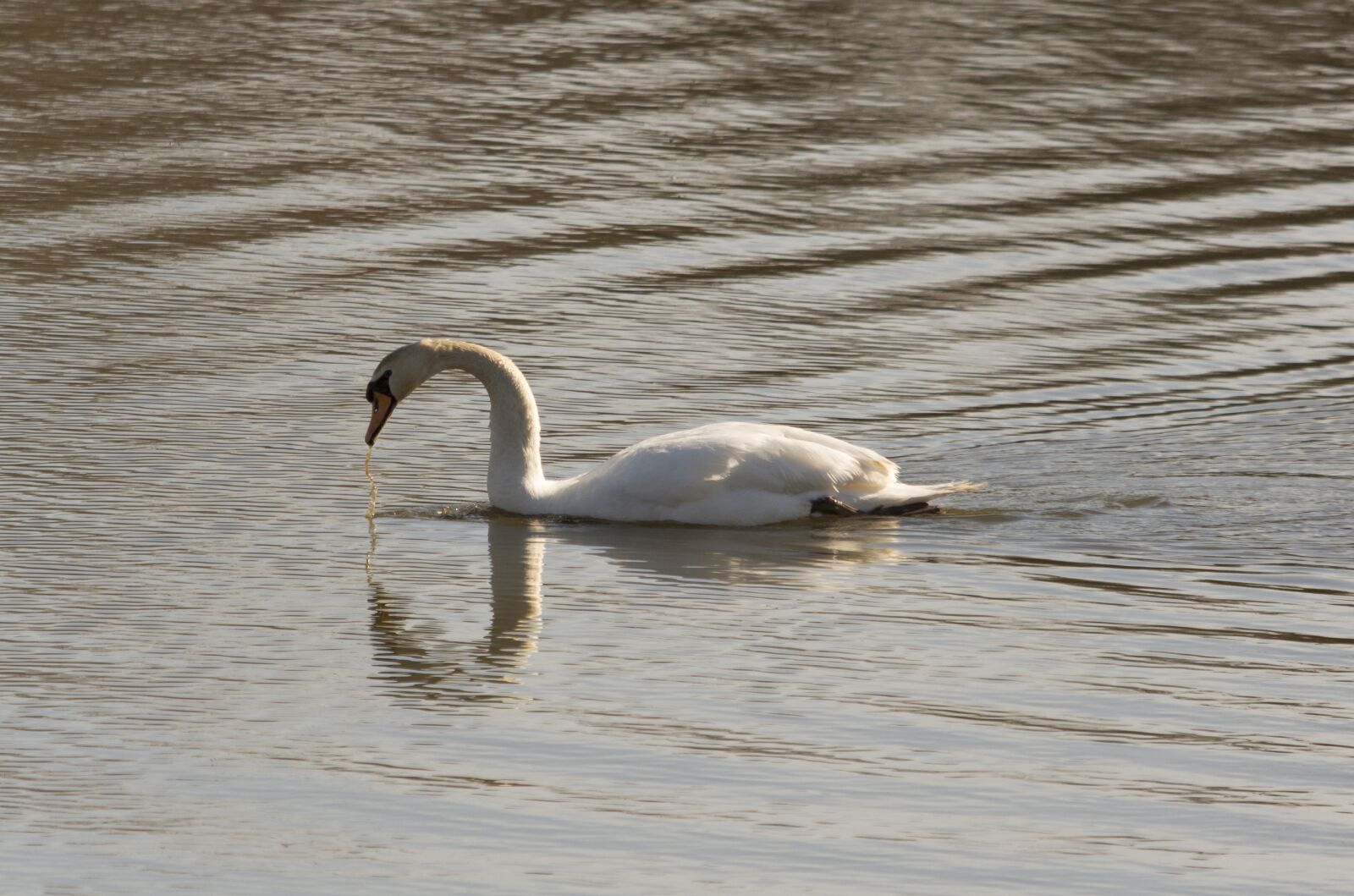 Nikon D7200 sample photo. Water, bird, lake photography
