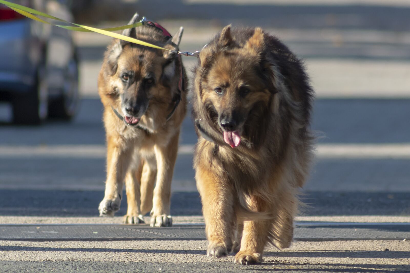Canon EF75-300mm f/4-5.6 sample photo. Dog, pets, hairy photography