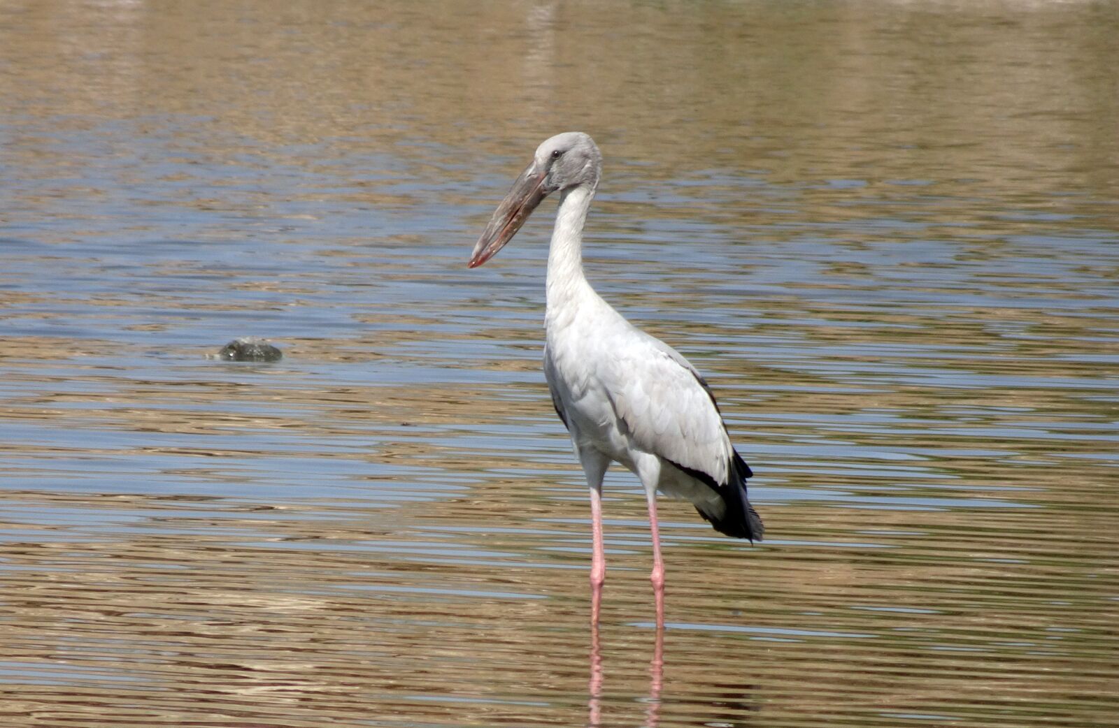 Sony Cyber-shot DSC-HX90V sample photo. Bird, stork, asian openbill photography