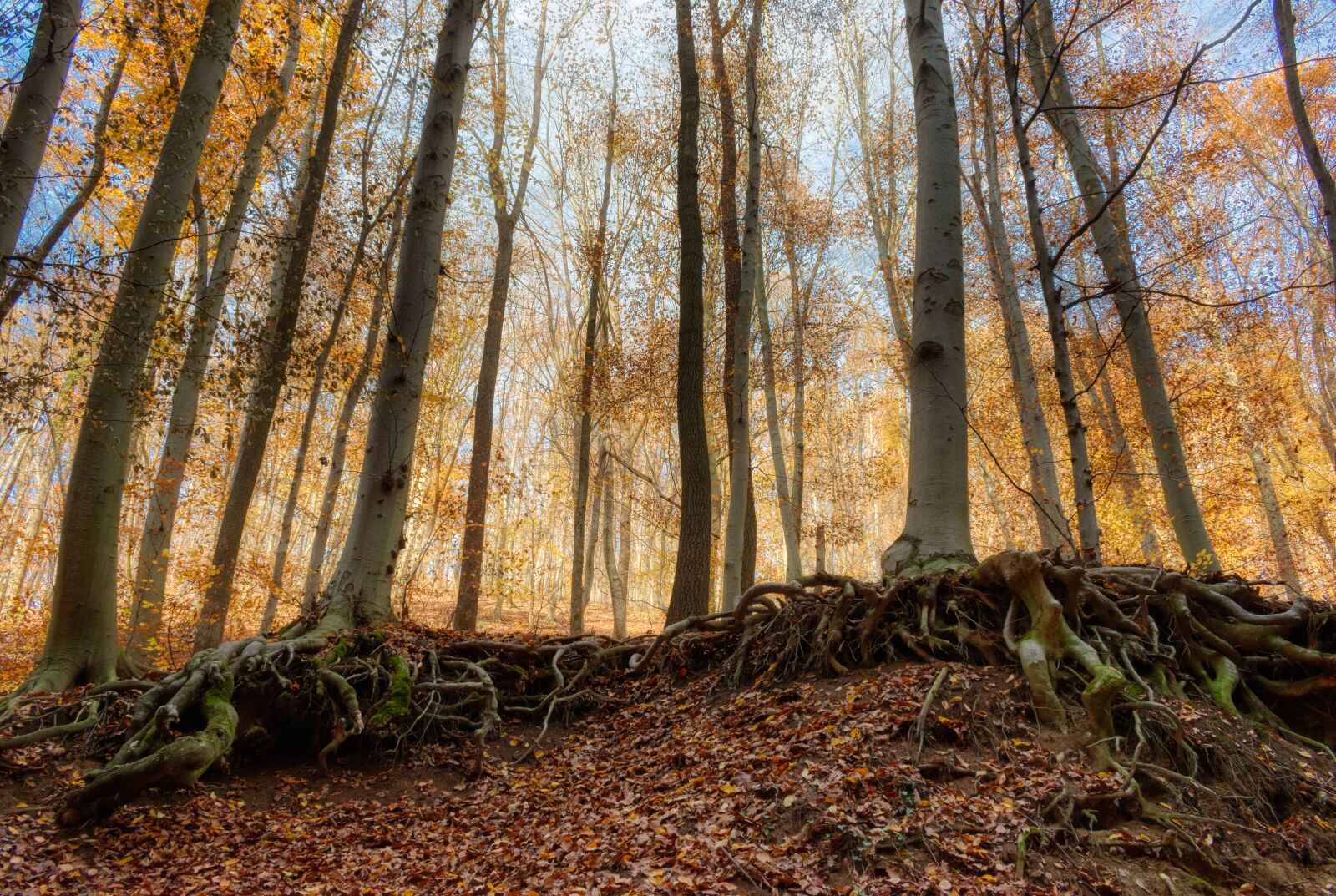 Nikon D5600 sample photo. Autumn, forest, nature photography