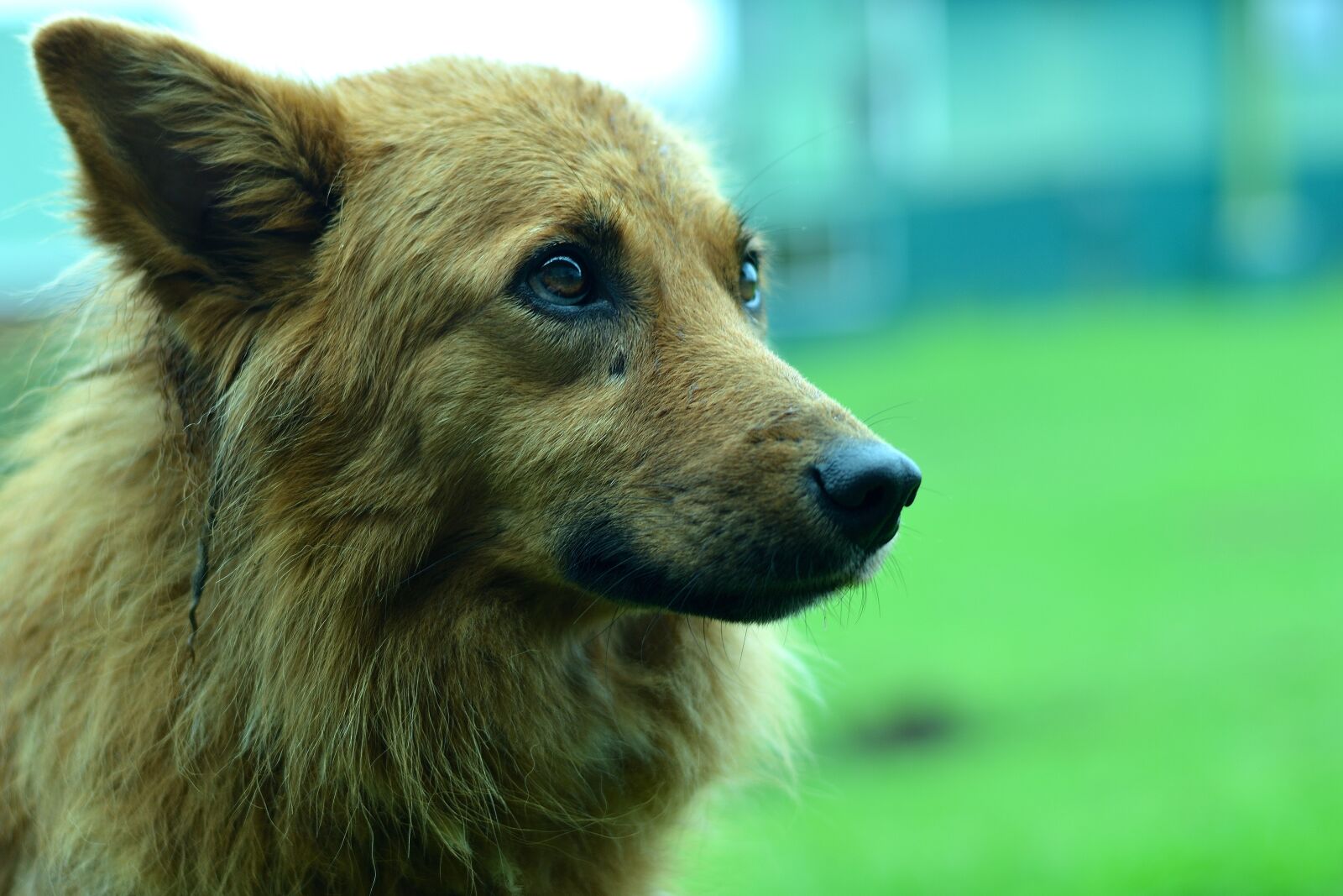 Nikon D3200 sample photo. Dog, sad, animal photography