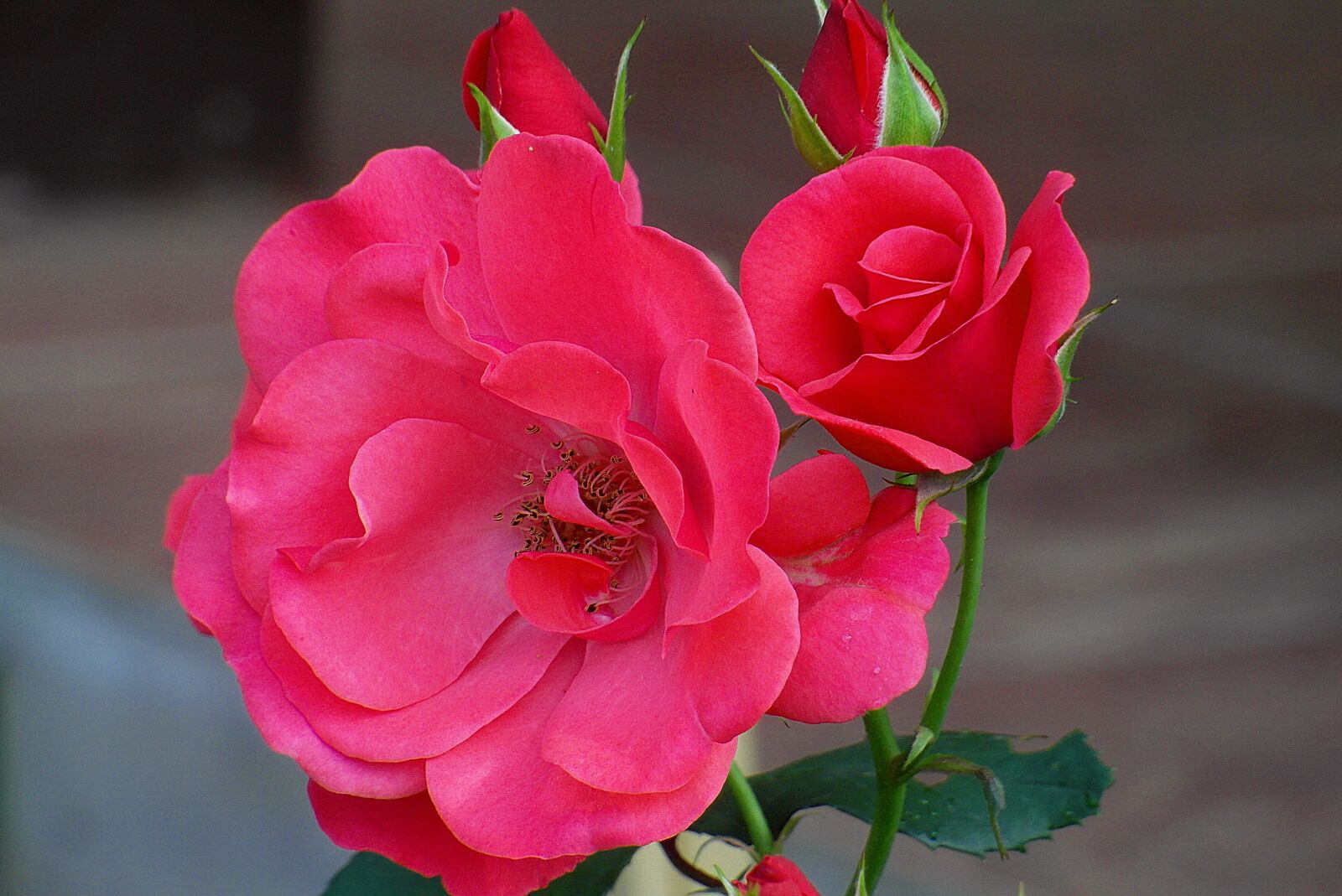 Samsung WB750 sample photo. Roses are red, buds photography