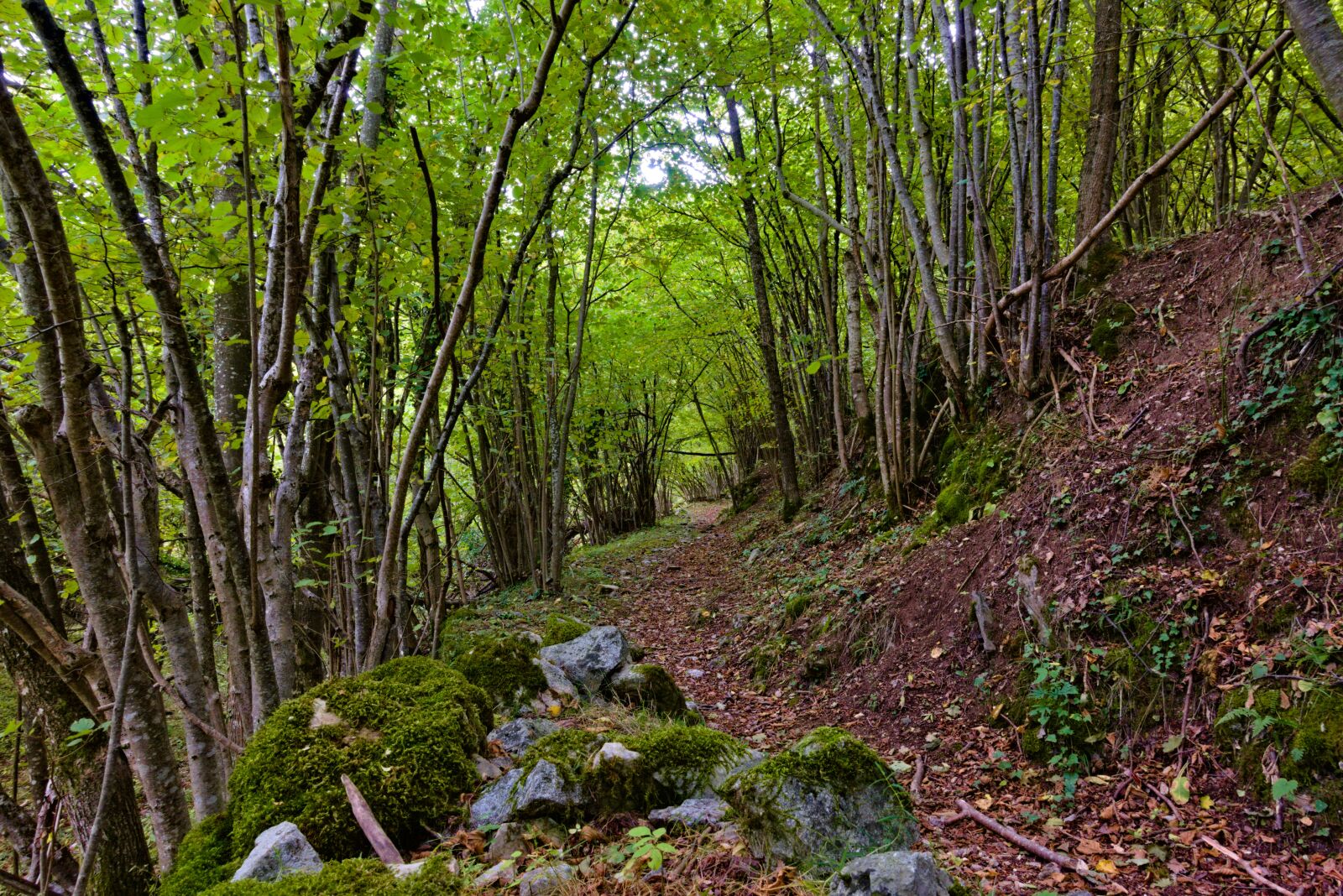 Sony DSC-RX100M5A sample photo. Trail, undergrowth, trees photography