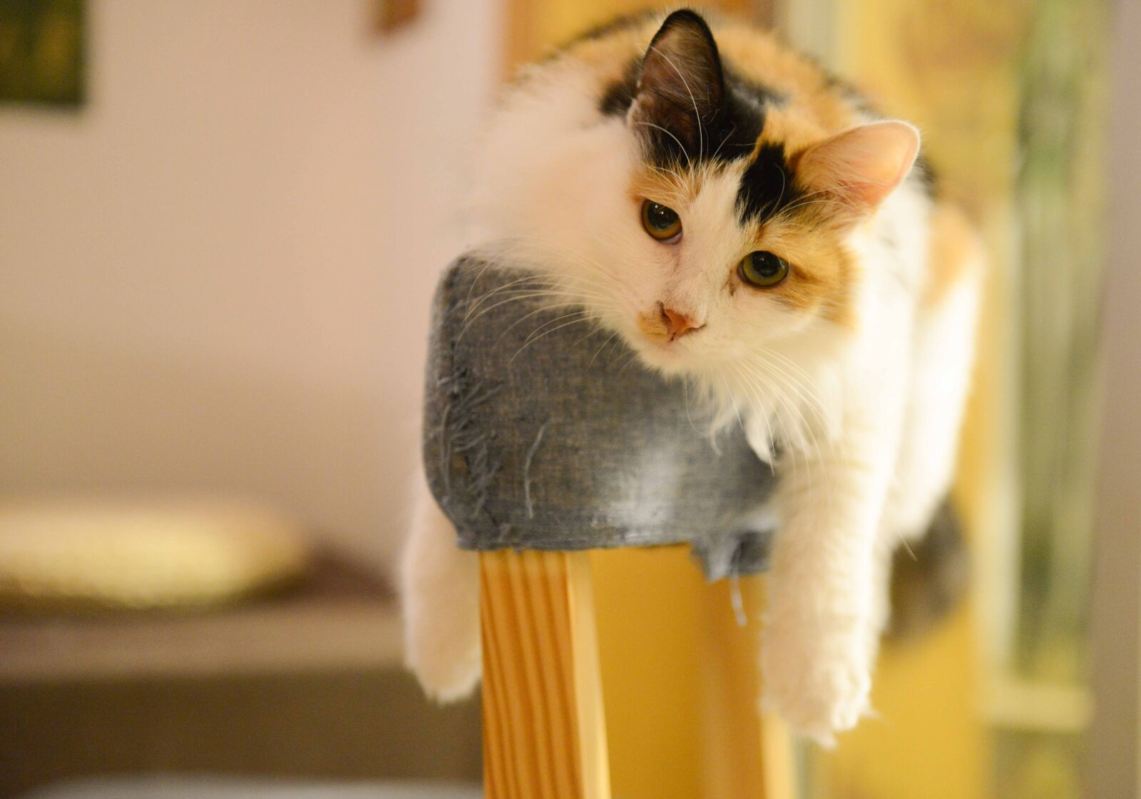 Nikon AF-S Nikkor 24-70mm F2.8G ED sample photo. Cat photography