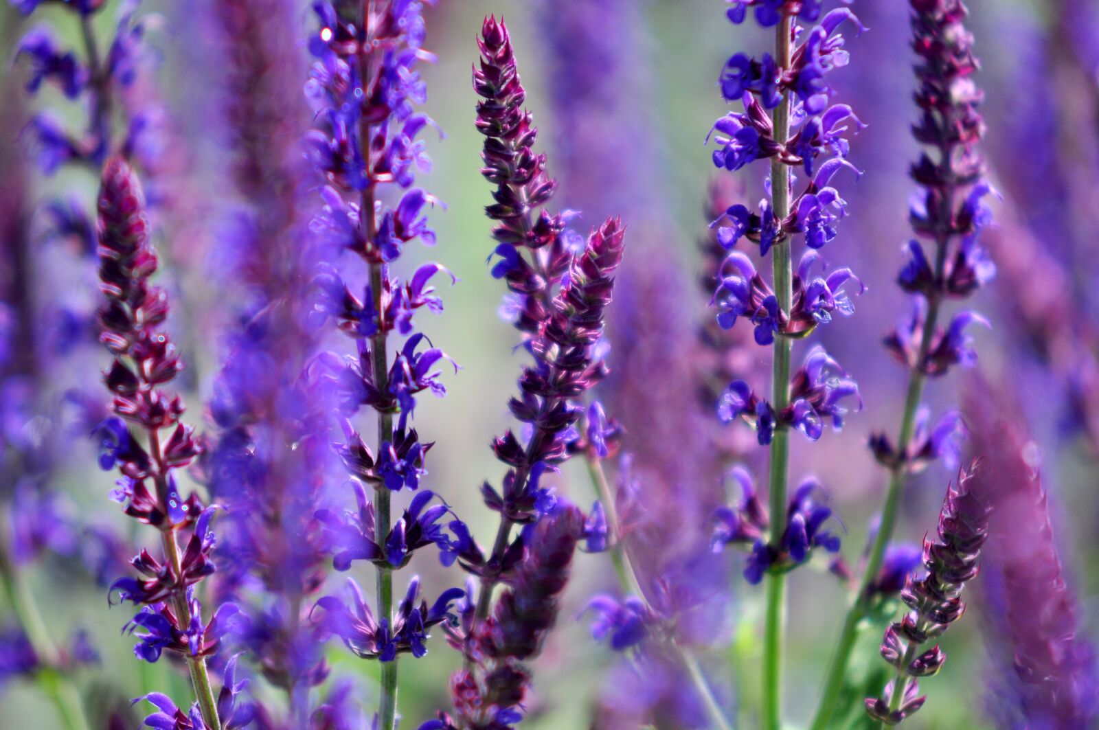 Nikon D90 sample photo. Lavender, flower, plant photography
