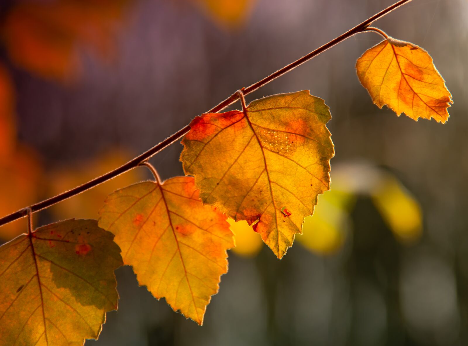 Canon EOS 60D sample photo. Leaf, summer, sunrise photography