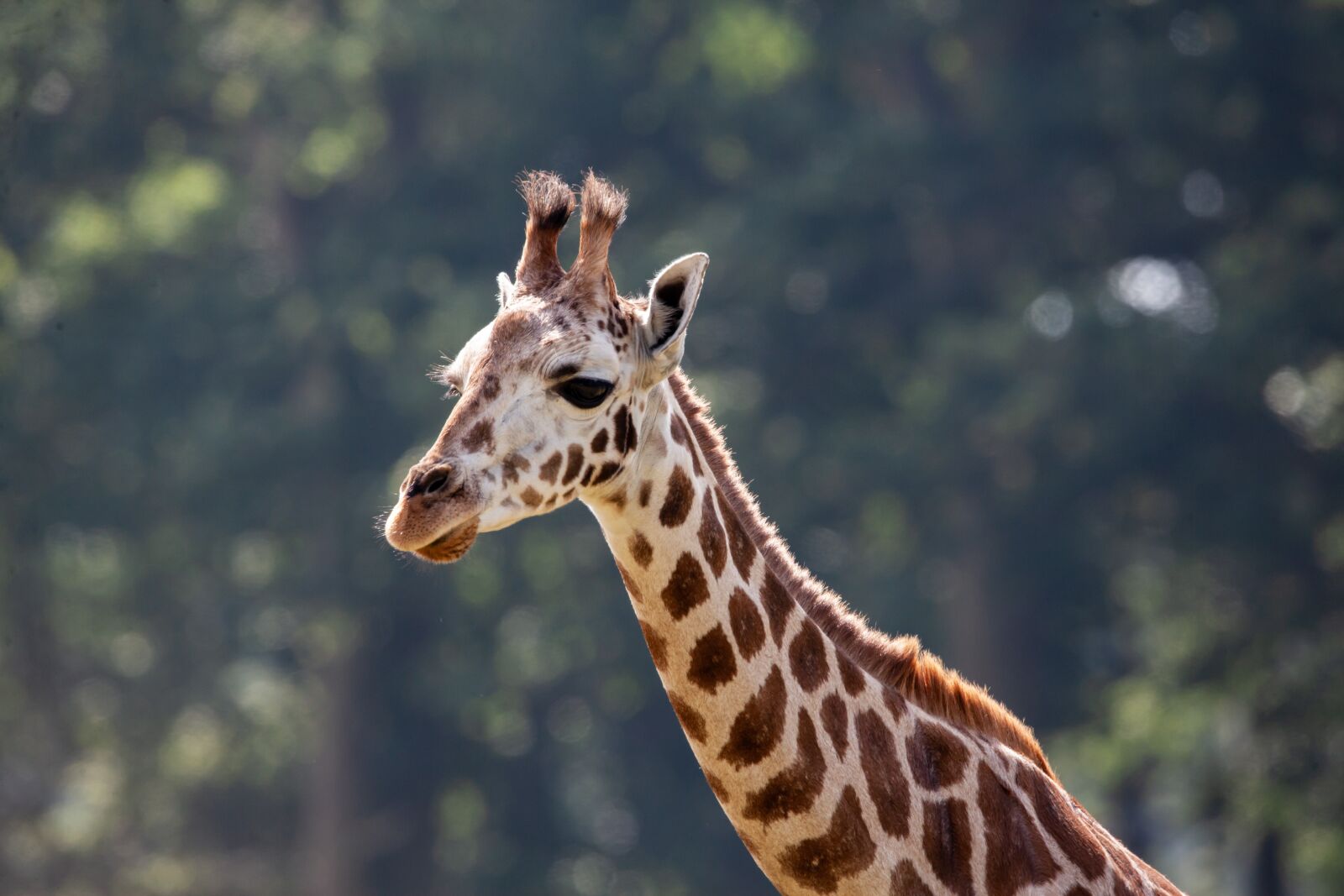 150-600mm F5-6.3 DG OS HSM | Contemporary 015 sample photo. Rothschild giraffe, giraffe, long photography
