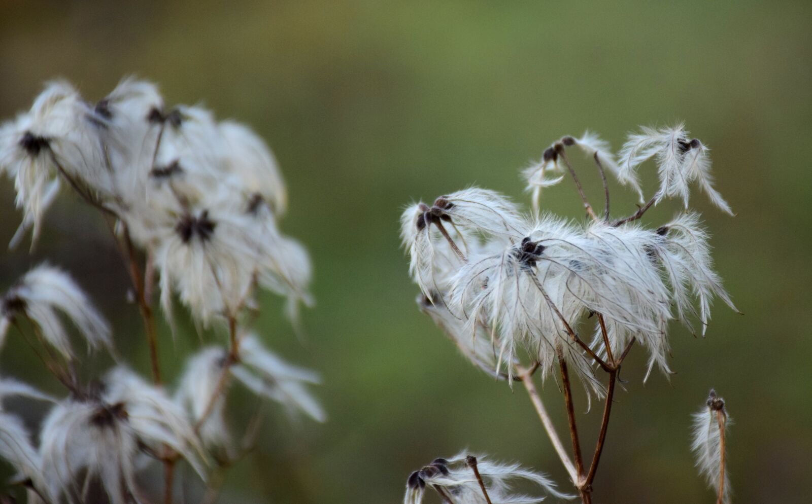Nikon D5300 sample photo. Nature, flower, outdoors photography