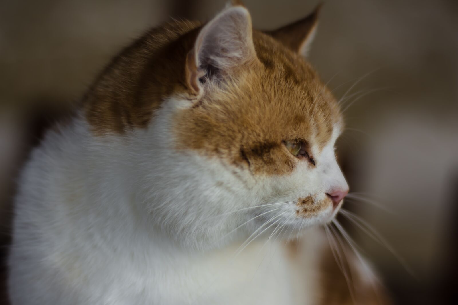 Nikon D7200 sample photo. Cat, pet, animal photography