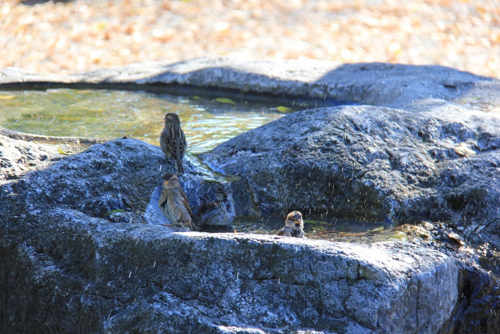Canon EOS 60D sample photo. Sparrows, swim, bird photography