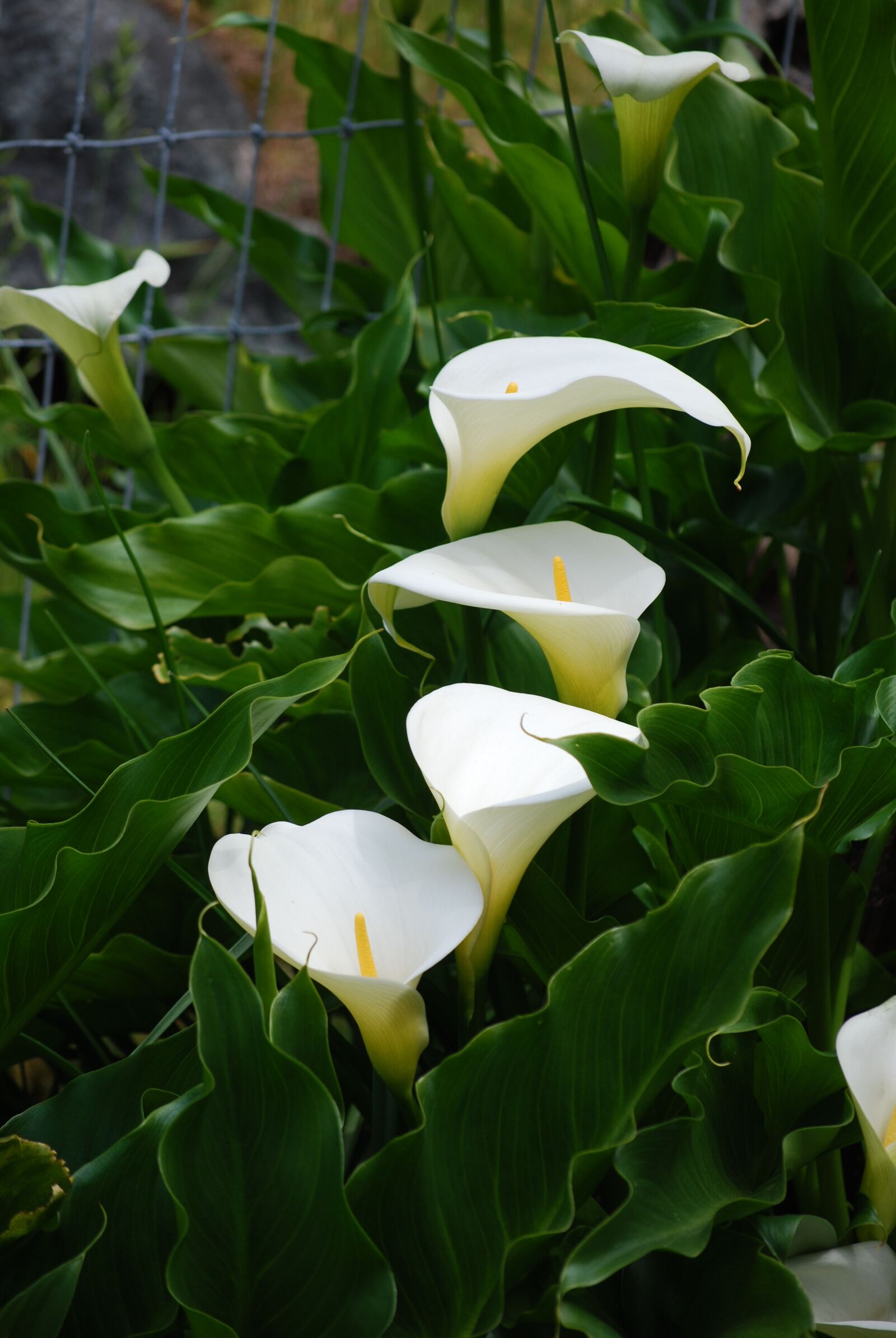 Nikon D60 sample photo. Flowers, spring, bloom photography