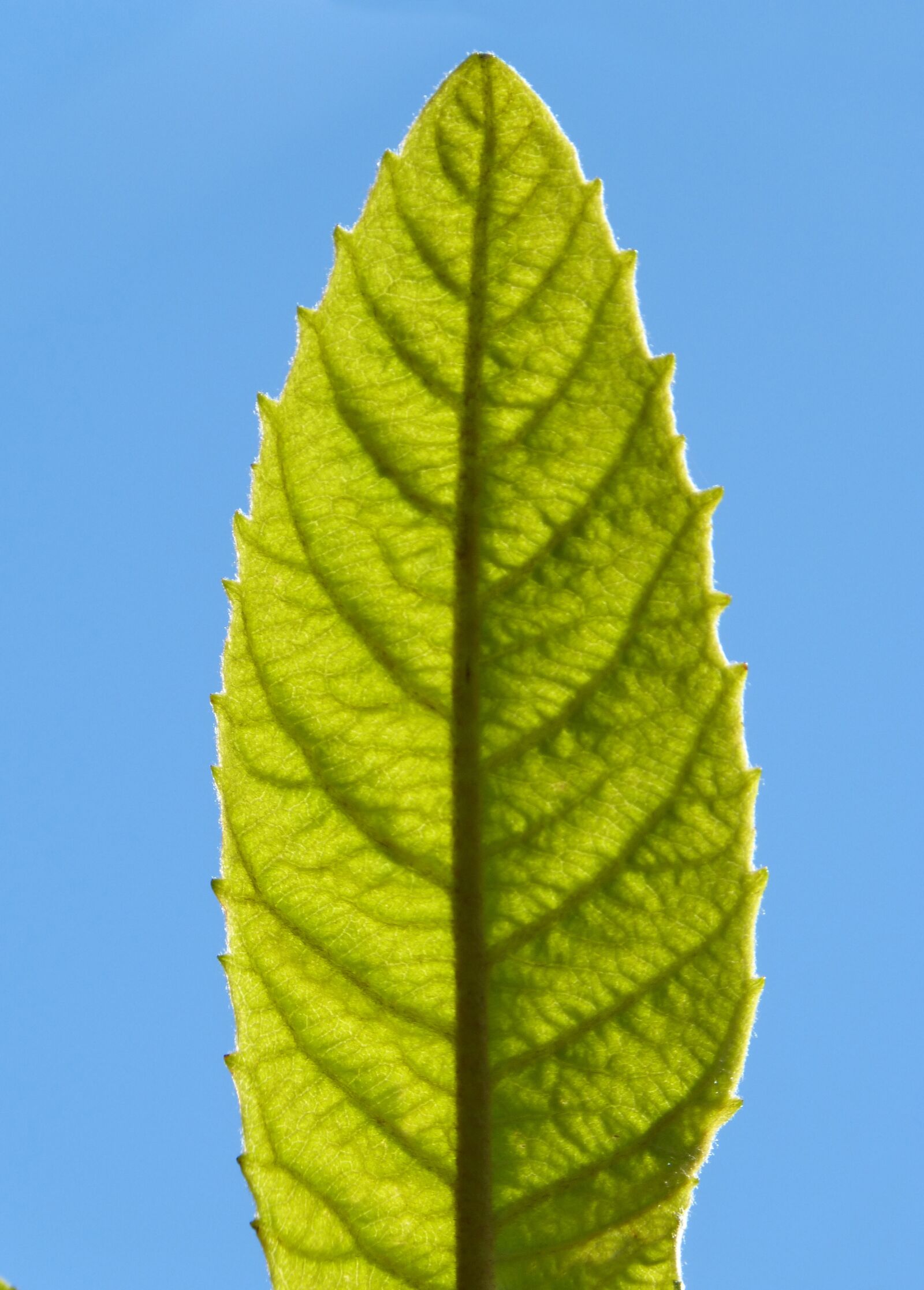 Panasonic DMC-FZ62 sample photo. Leaf, nerves, branching photography
