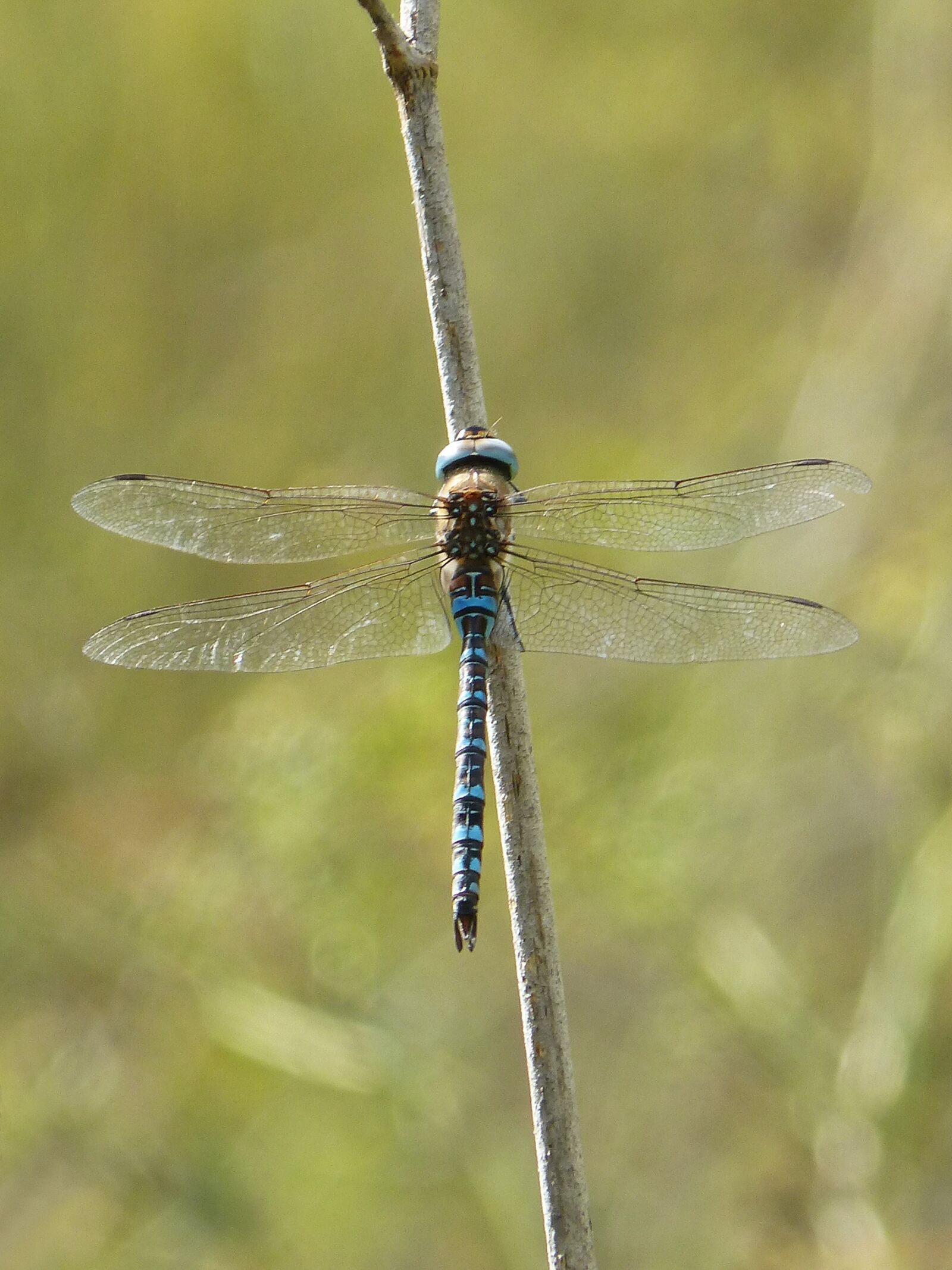 Panasonic DMC-FZ62 sample photo. Dragonfly, branch, blue dragonfly photography