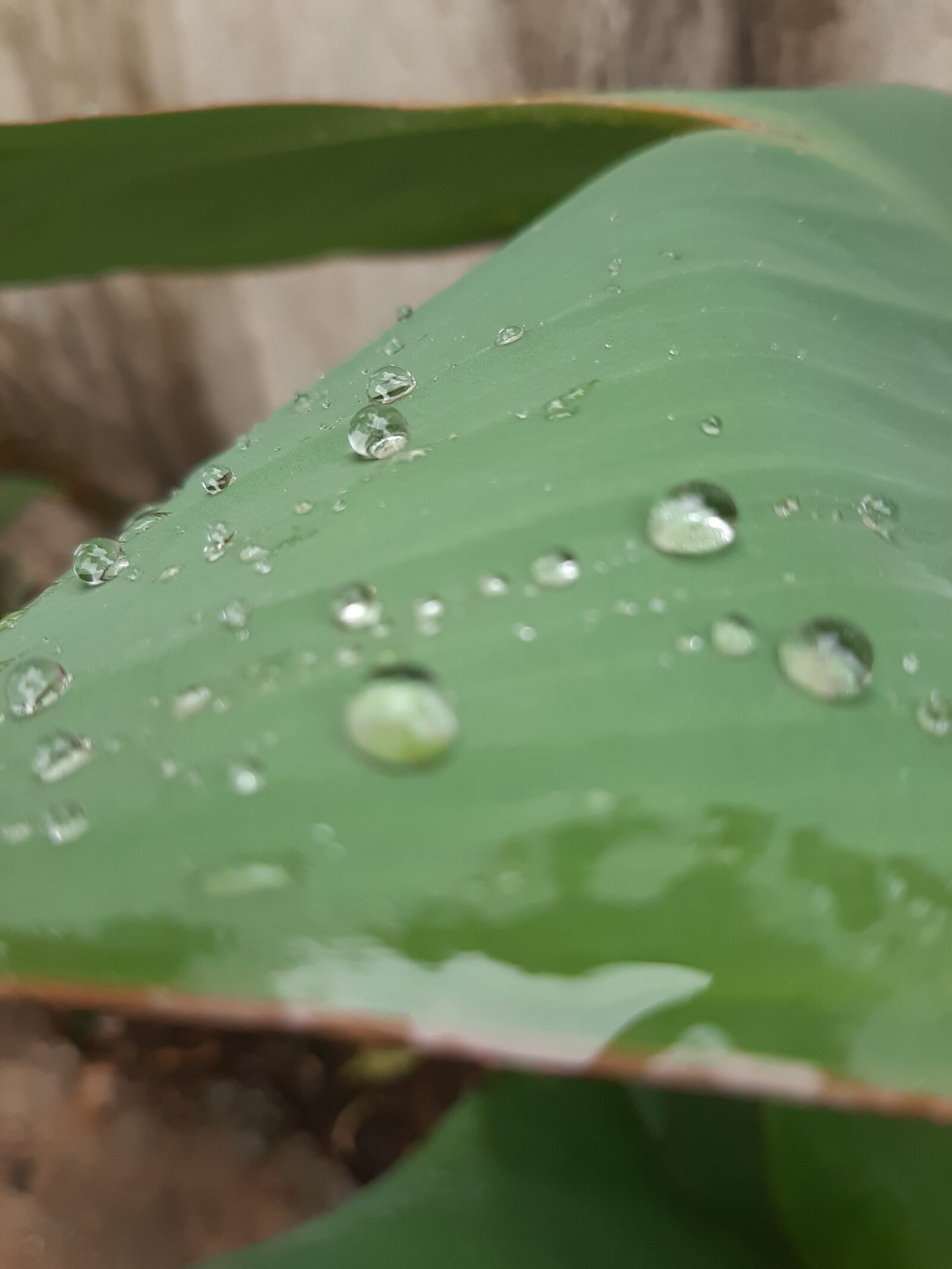 Samsung Galaxy A50 sample photo. Portrait, waterdrop, rainyday photography