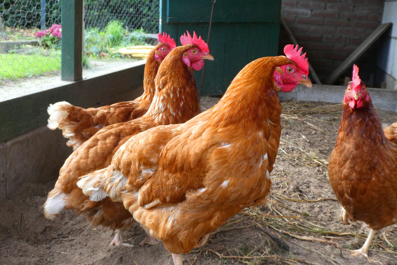Panasonic Lumix DC-ZS70 (Lumix DC-TZ90) sample photo. Chickens, farm, poultry photography