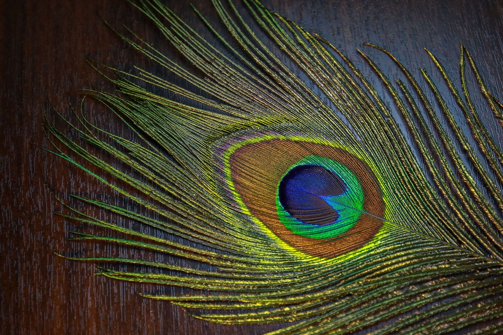 Canon EF 16-35mm F4L IS USM sample photo. Desktop, pattern, peacock photography