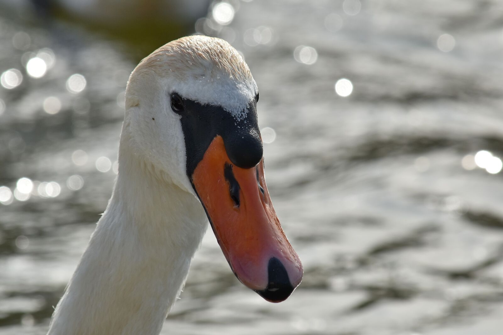 Nikon D5500 sample photo. Head, portrait, swan, aquatic photography