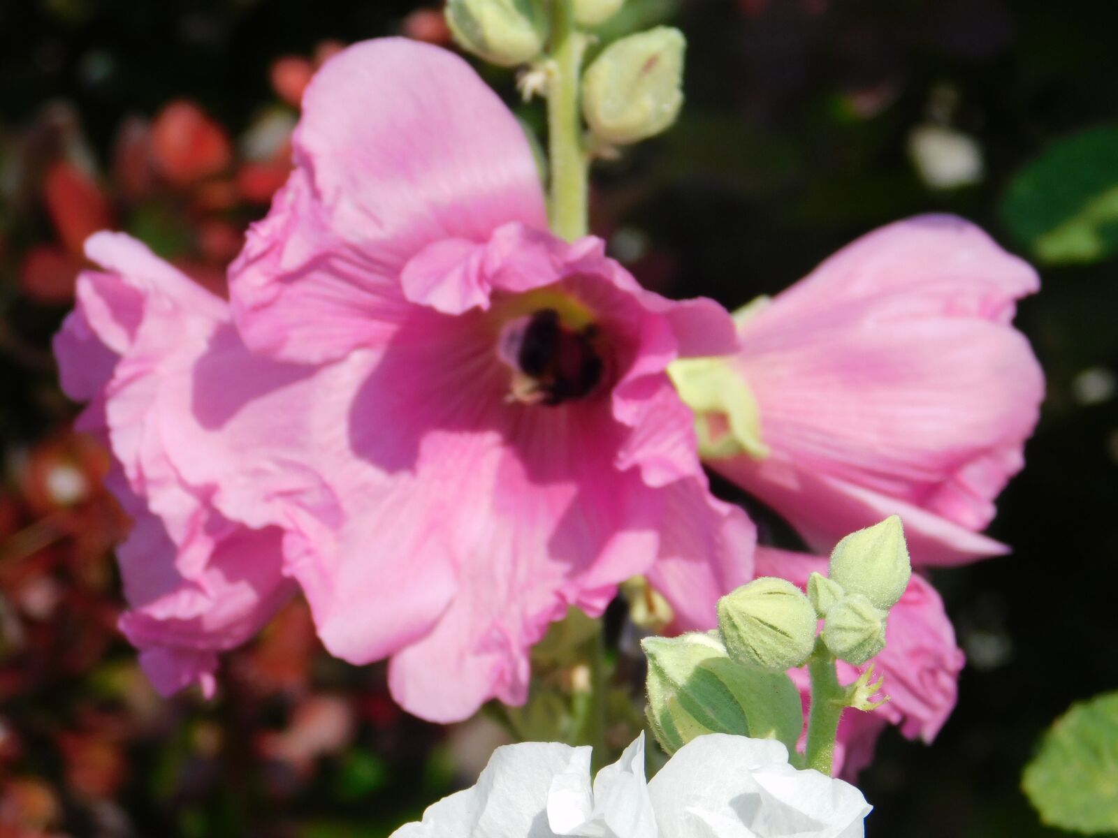 Nikon Coolpix B500 sample photo. Bee, flower, blossom photography