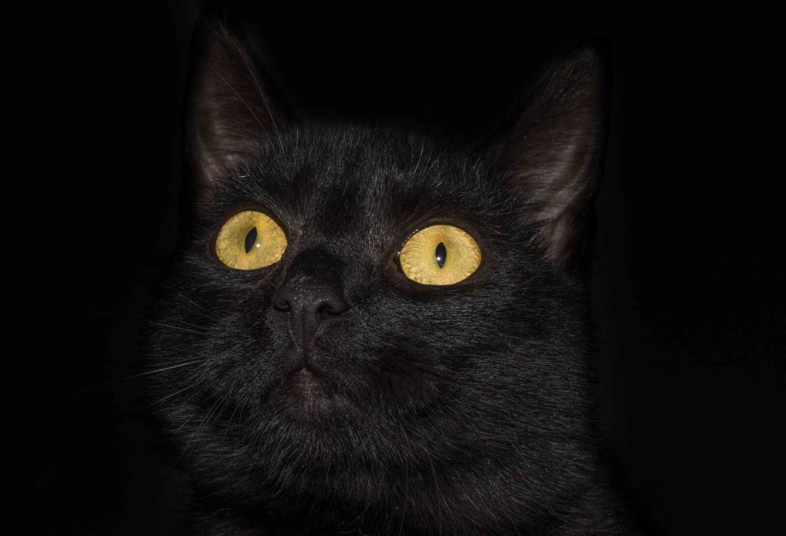 Nikon D610 sample photo. Cat, eyes, yellow photography