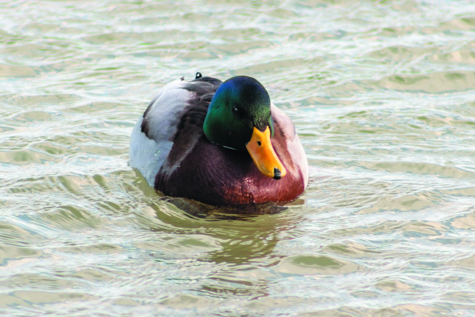 Canon EF75-300mm f/4-5.6 sample photo. Mallard duck, teal, duck photography