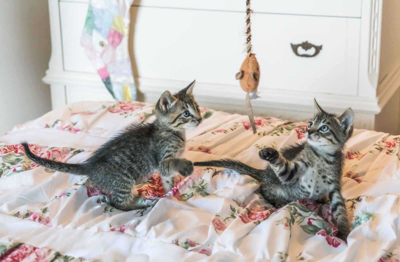 Sony a7R II + Sony FE 24-240mm F3.5-6.3 OSS sample photo. Kittens, cats, foster photography