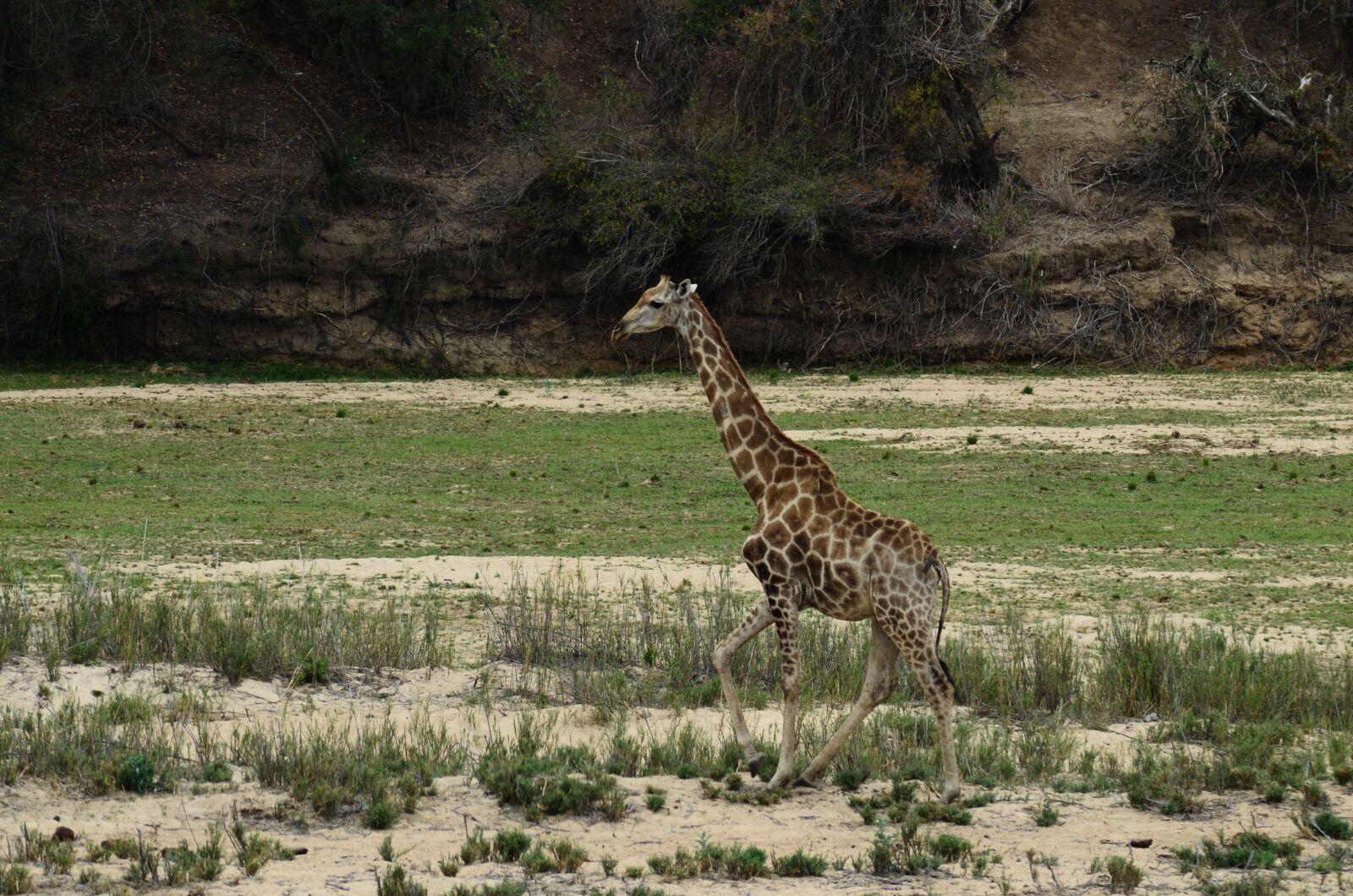 Nikon D5100 sample photo. Giraffe, africa, safari photography