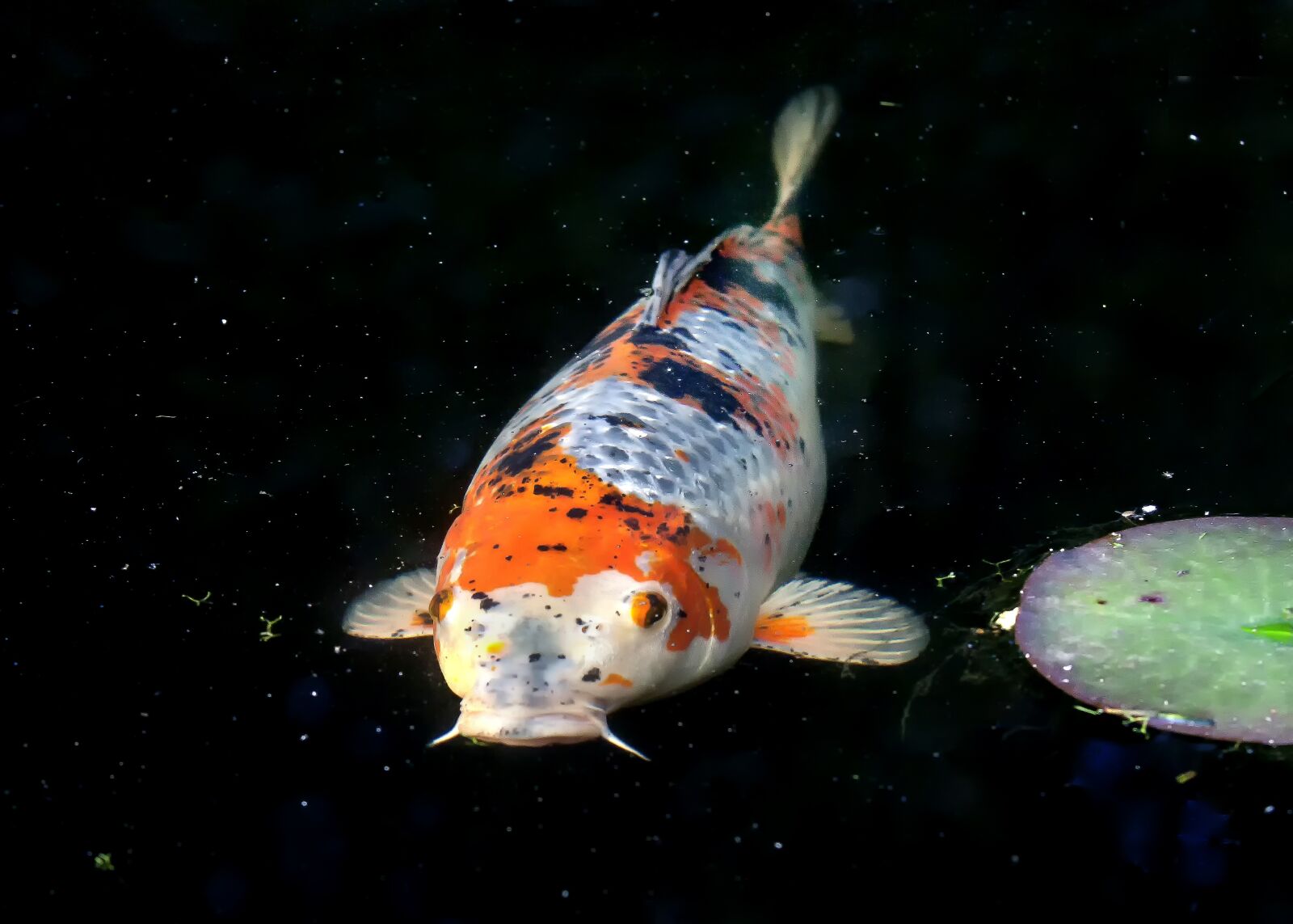 Canon EOS 50D sample photo. Fish, koi, water photography