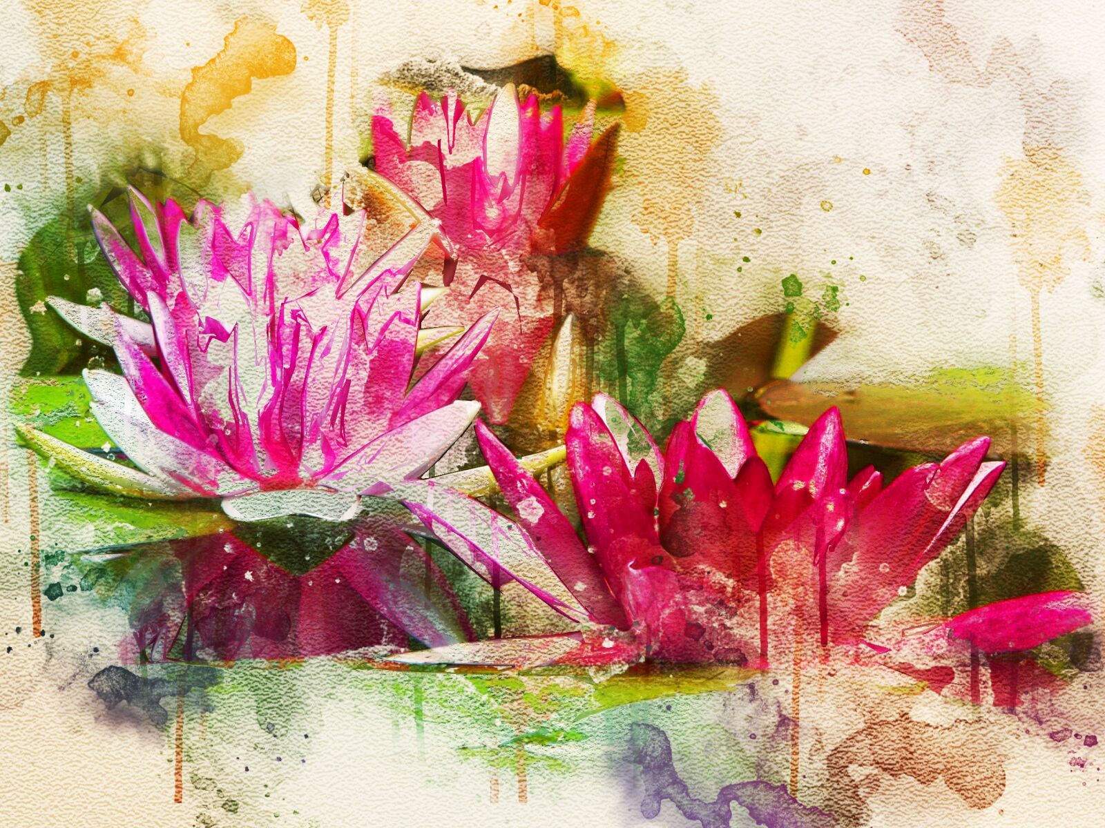 KONICA MINOLTA DiMAGE Z3 sample photo. Waterlily, pink, lotus photography