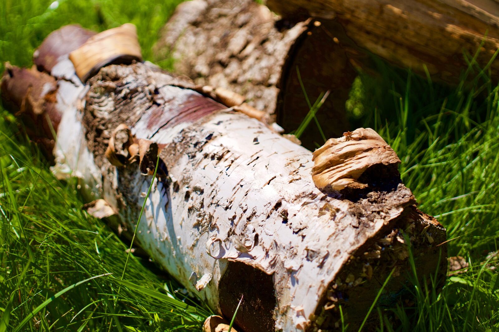 Sony a6300 + Sigma 30mm F2.8 EX DN sample photo. Wood, log, nature photography