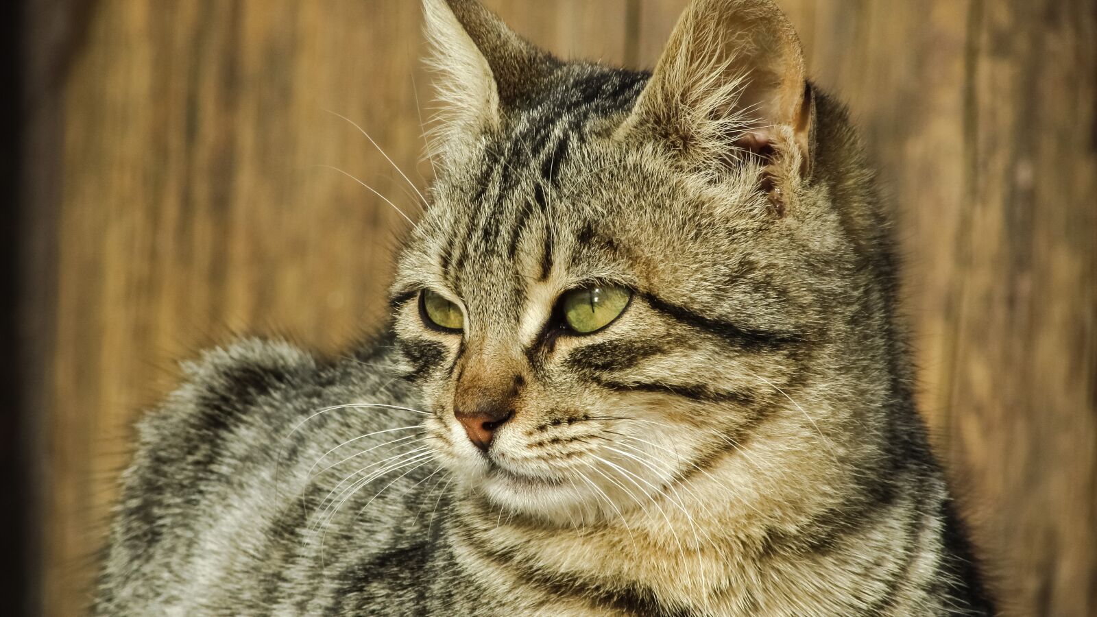 Canon PowerShot SX400 IS sample photo. Cat, stray, face photography