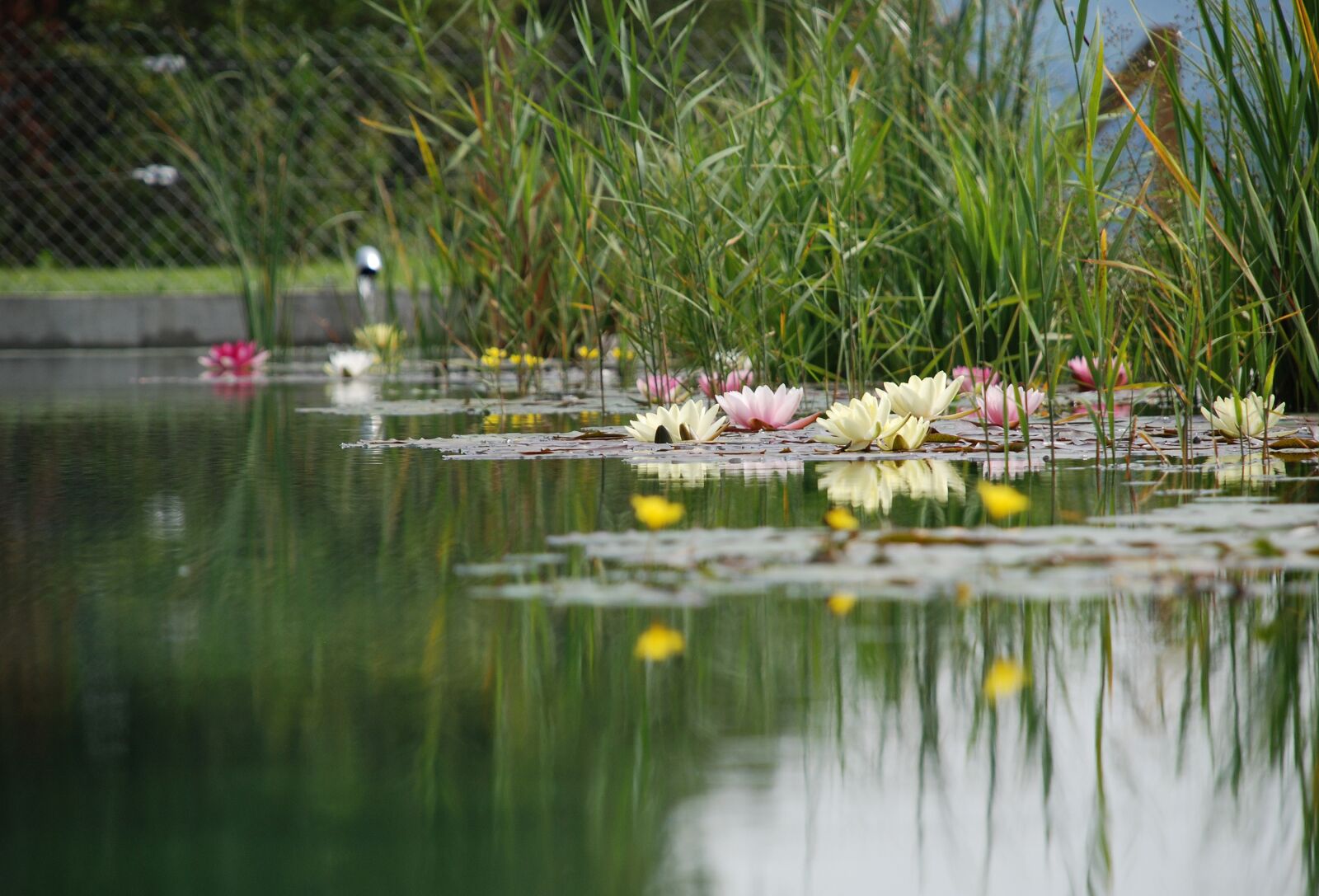 Nikon D80 sample photo. Swimming pond, bioteich, pond photography