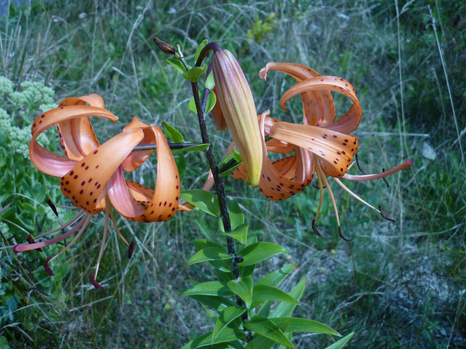 Panasonic Lumix DMC-FS6 sample photo. Flower, turk's cap lily photography