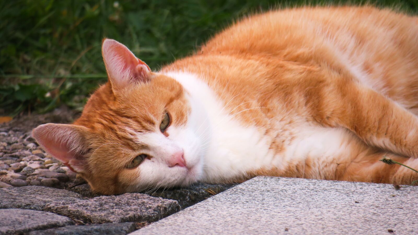 Canon PowerShot G3 X sample photo. Cat, rest, thoughtful photography
