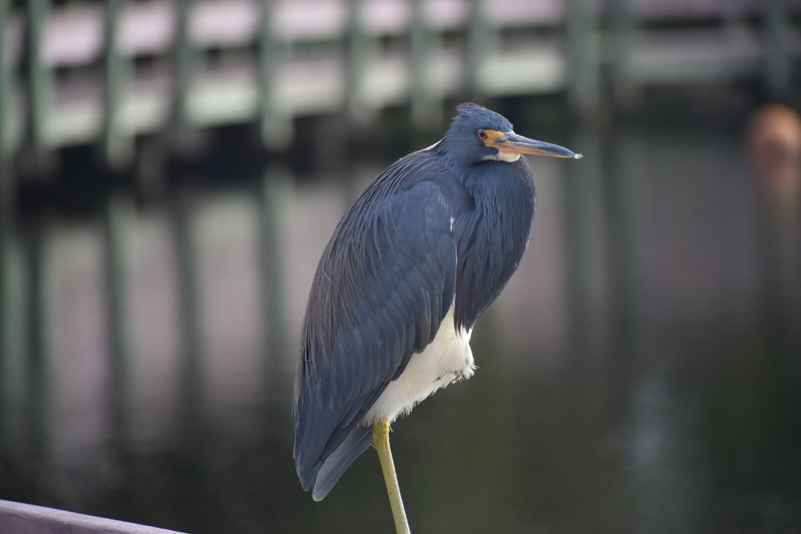Nikon D3500 sample photo. Blue heron, bird, park photography
