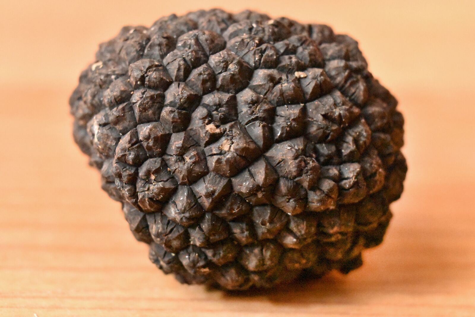 Nikon D5600 sample photo. Truffle, aestivum, fungus photography
