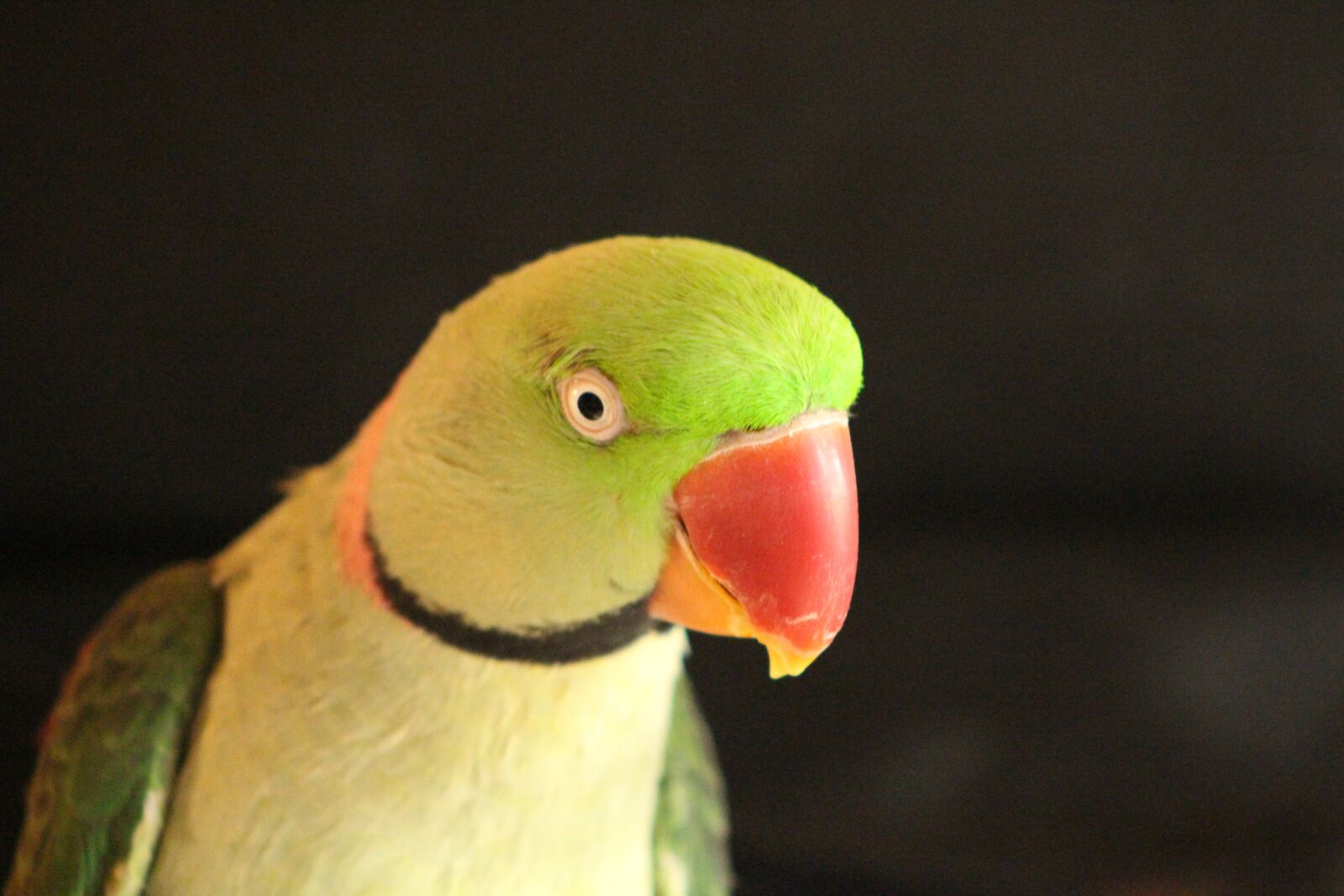 Canon EOS 700D (EOS Rebel T5i / EOS Kiss X7i) sample photo. Parrot, bird green, bird photography