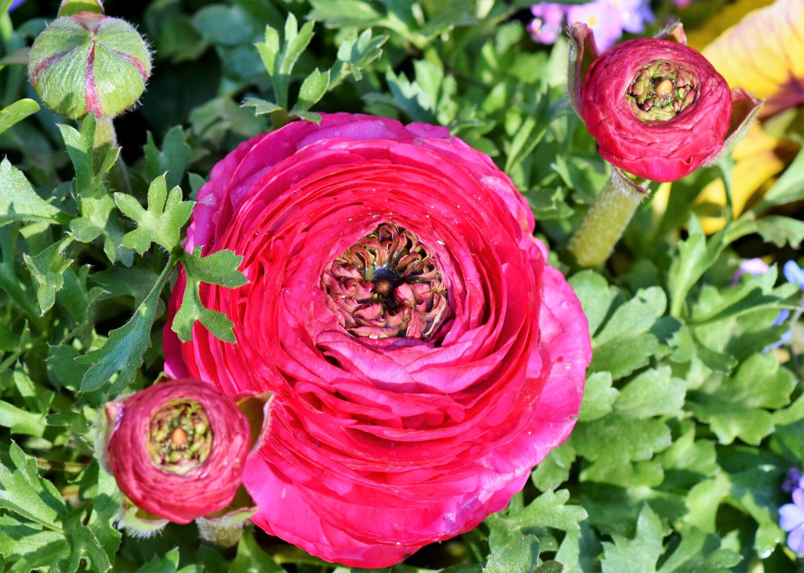 Nikon D7200 sample photo. Ranunculus, ranunculus flower, blossom photography