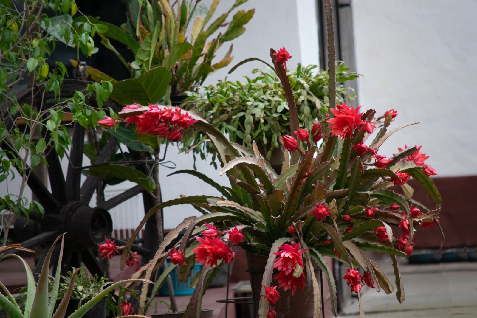 Nikon D3300 sample photo. Cactus, flower, green photography