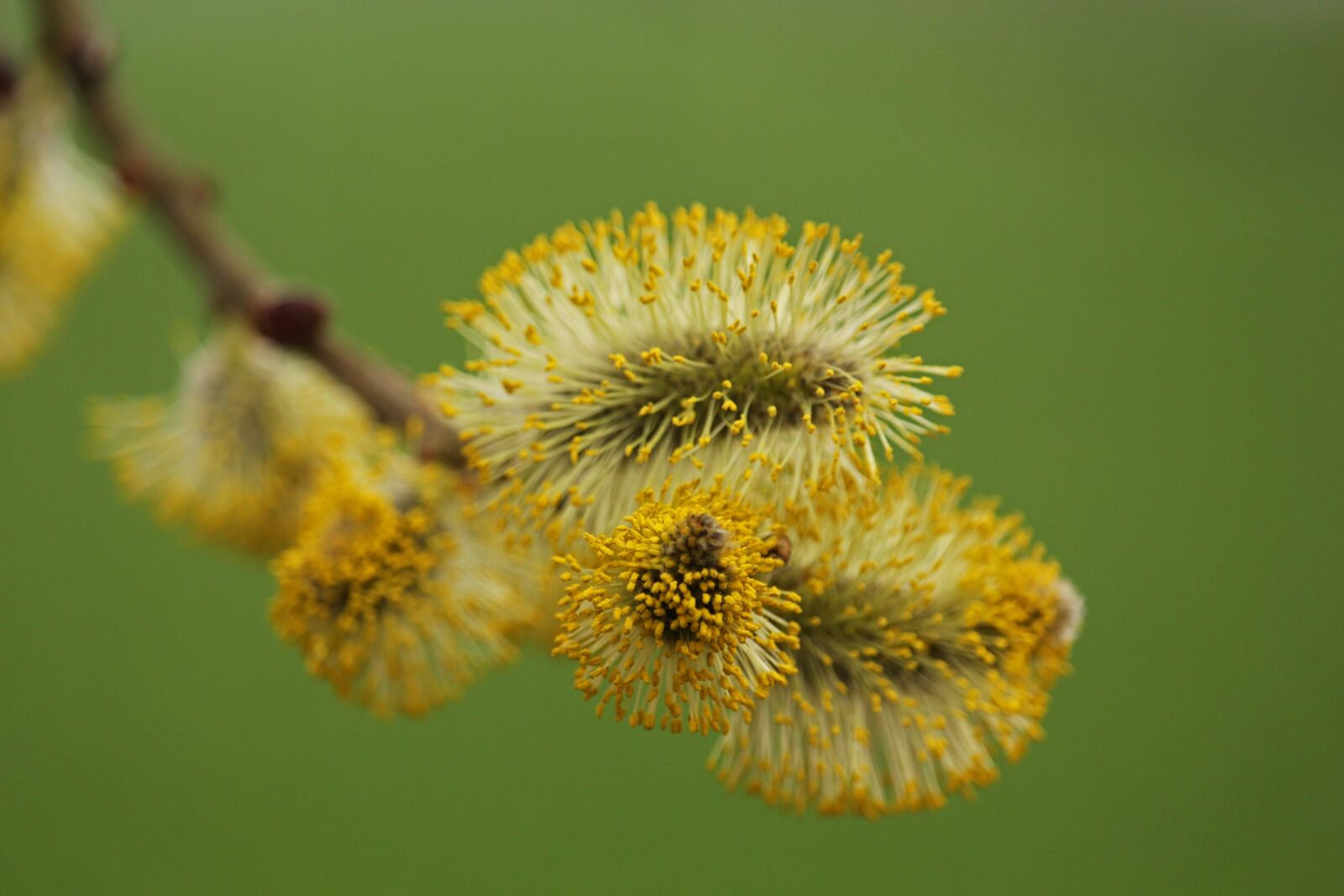 Canon EF-S 55-250mm F4-5.6 IS STM sample photo. Willow catkin, pasture, nature photography