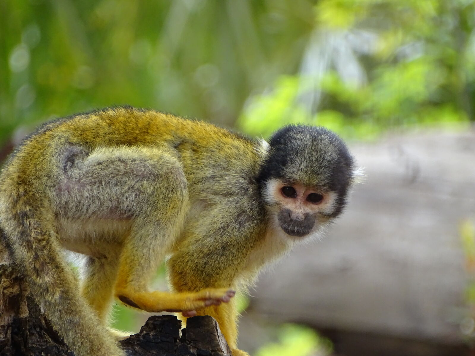Sony Cyber-shot DSC-HX400V sample photo. Animal, animals, cute, animals photography