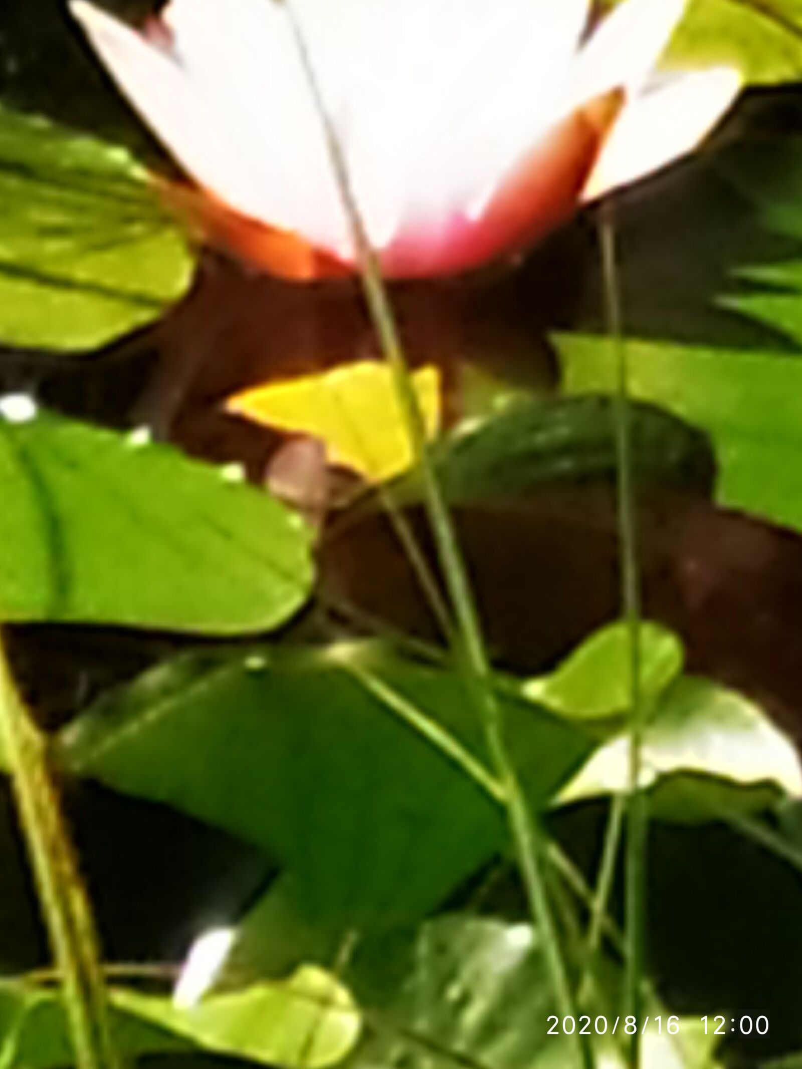 Xiaomi Redmi Note 7 sample photo. Flower, park, nature photography