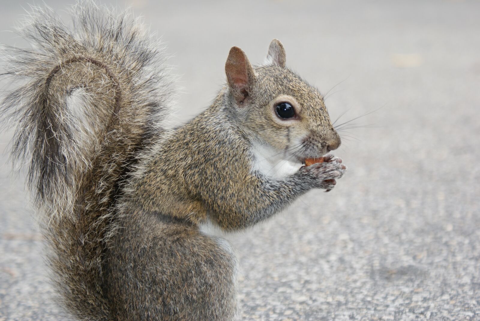 Sony Alpha DSLR-A300 sample photo. Squirrel, nut, chipmunk photography