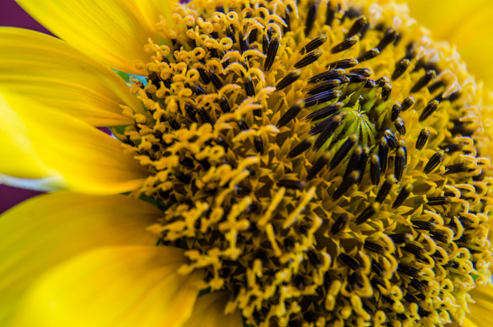 Nikon D5100 sample photo